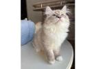 Buying Siberian Kittens Online