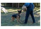 Dog Training Service in Kolkata