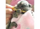 Beautiful Pygmy Marmoset Monkey for Sale