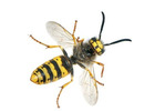 Bee Exterminator New Jersey – ALCO Animal & Pest Control