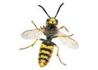 Wasp Control in NJ – ALCO Animal & Pest Control