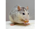 Rat Removal in NJ – ALCO Animal & Pest Control