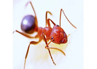 Ants Removal in Bergen County, NJ – ALCO Animal & Pest Control