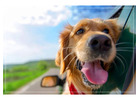 Pet-Friendly Resort in Jim Corbett – Stay with Your Pets at The Roar Resort