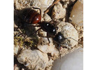 Haworth Ant Control | ALCO Animal & Pest Control