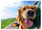 Pet-Friendly Resort in Jim Corbett – Stay with Your Furry Companion