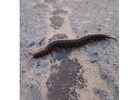 Centipede Control New Jersey | ALCO Animal & Pest Control