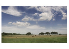 Holistic Ranch Management South Texas Sustainable Ranch Care
