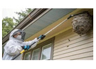 Wasp Removal Melbourne: What to Do When You Find a Nest