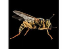 Yellow Jacket Removal in NJ | ALCO Animal & Pest Control