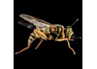 Yellow Jacket Removal in NJ | ALCO Animal & Pest Control