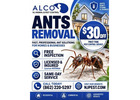 Ants Inspection NJ | ALCO Animal & Pest Control