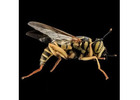 Yellow Jacket Removal in Bergen County, NJ | ALCO Animal & Pest Control