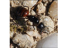 Carpenter Ant Removal in Bergen County, NJ | ALCO Animal & Pest Control