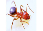 NJ Ant Exterminators | ALCO Animal & Pest Control