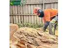 Tree Removal Company Melbourne for Safe and Efficient Removal