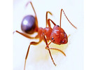 Ants Prevention in NJ | ALCO Animal & Pest Control