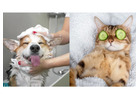 Pet Grooming at Home in Gurgaon – Gentle Bath, Brush & Hygiene Care