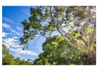 Tree Lopping Adelaide for Healthy, Well-Maintained Trees