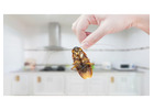 Manage Cockroach Problems at Home with TechSquadTeam